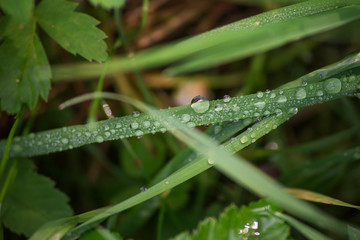 Grass in the dew, macro, soft focus