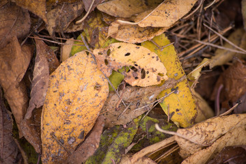 Background from dry yellow rotten leaves