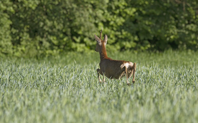 Close-up of jumping Roe deer (Capreolus capreolus). European roe deer (Capreolus capreolus) in flight during the run