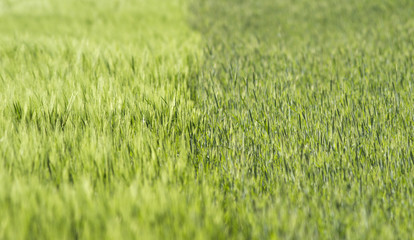 the border between different colors of green grass on the field. the border between light and dark green on the sown field