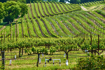 Vineyards in California, USA