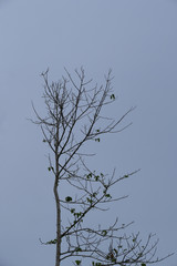 Dry tree branches against blue sky