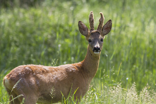 Portrait of a male European roe deer (Capreolus capreolus) in the spring