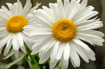 Large white summer gerberas close up under sunshine.