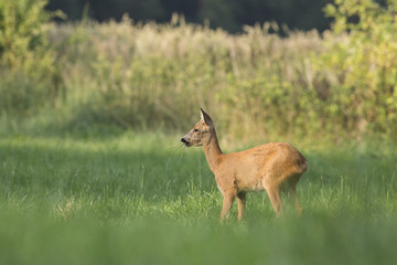 adult female European roe deer in the summer on a forest glade