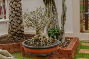 Dwarf tree in pot