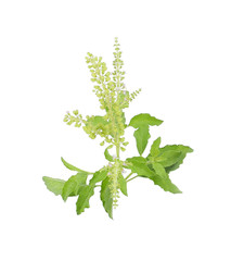 Holy basil or sweet basil leaves isolated on white background