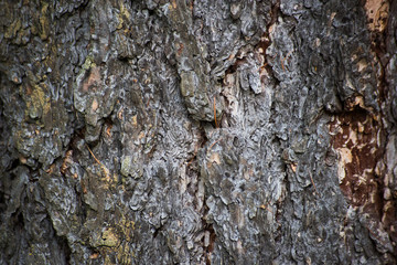Rough texture of pine bark, macro