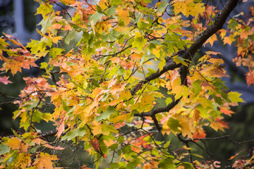 Fototapeta na wymiar Autumn colored maple branch in the garden