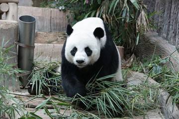 Fototapeta na wymiar Playful Male Panda in Thailand