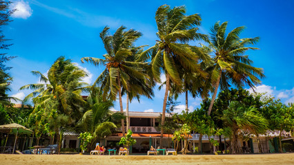 palm trees on beach