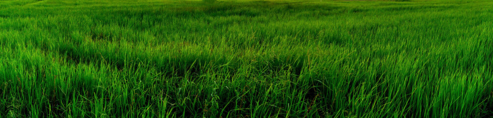 Green rice field background