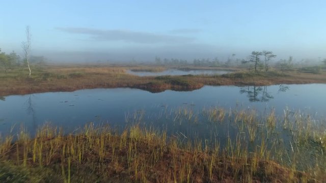 Aerial shot of wild nature bog at sunrise. Beautiful natural landscape covered with morning fog.