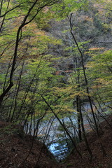 渓谷の紅葉樹林