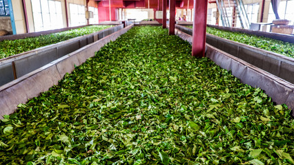 plants in greenhouse