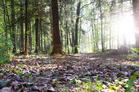 Waldweg im Herbst und Lichteinfall