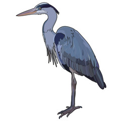 Vector heron
