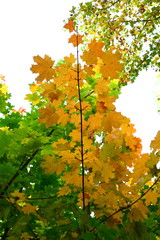 maple leaves in autumn
