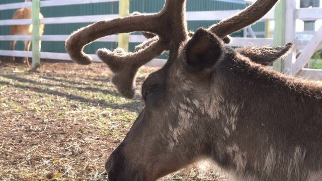 Reindeer (Rangifer tarandus) head on the background of a wooden house