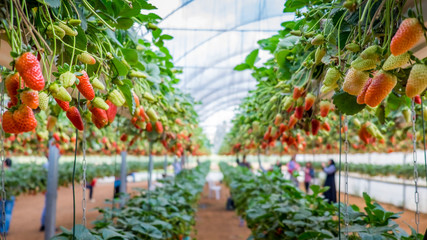 plants in greenhouse