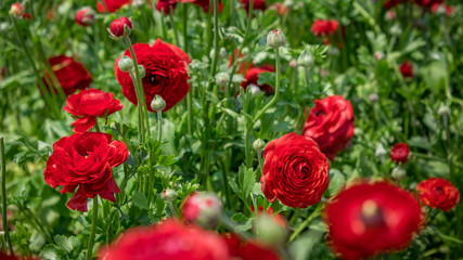 red flowers in the garden