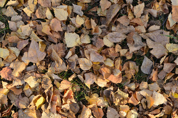 yellowed autumn leaves on the ground