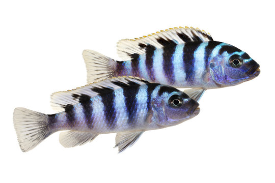 Fototapeta Kenyi or Kennyi cichlid aquarium fish Maylandia lombardoi 