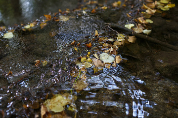 Clear water with yellow leaves. Ideal straight lines in nature from fallen leaves. Waterfall cascades. Reflections of light on the surface of the water. The stream flows. Autumn is coming.