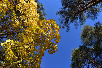 Obraz premium Golden yellow maple tree and green pine trees under the blue sky