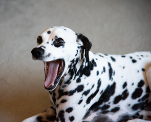 Dalmatian Puppy dog