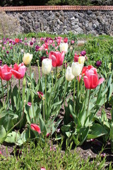 colored tulips in the garden