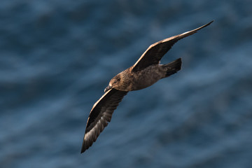 skua in flight in Scotland Higlands over sea