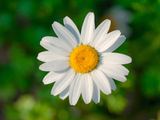 Fototapeta premium close-up shot of one chamomile 