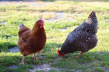 A brown and gray chicken eating at a grass.
