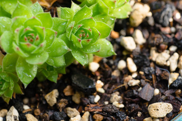 close-up shot of Sempervivum 