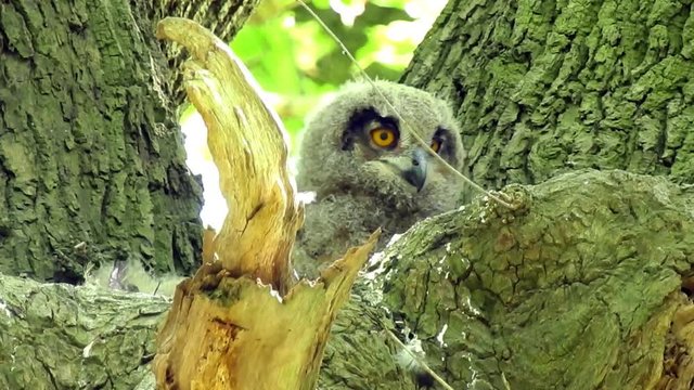 Uhu Jungv&ouml;gel im Fr&uuml;hling
