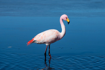 Fototapeta na wymiar Flamingo in salt Laguna Canapa , Altiplano, Bolivia