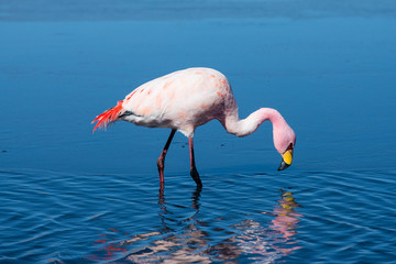 Plakat Flamingo in salt Laguna Canapa , Altiplano, Bolivia