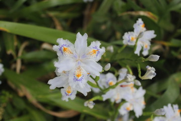 Japanese small iris flowers in Tokyo garden