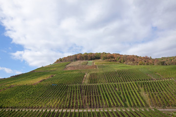 Weinbau an der Ahr