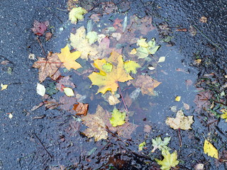 Autumn leaves in a puddle on a rainy day
