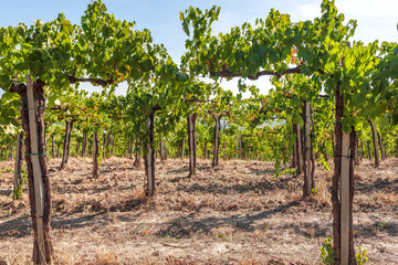 Fototapeta na wymiar Young green vine of wineyards. Colorful landscape, italian vineyard rows at Tuscany sun