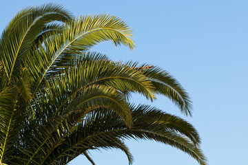 Palm leaves on background of blue sky