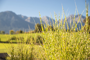 Zebragras in den Bergen