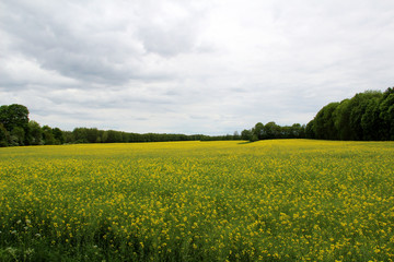 Obraz premium weiter blick auf ein rapsfeld mit bewölktem himmel in lathen niedersachsen fotografiert während einer tour in lathen und umgebung in niedersachsen deutschland mit dem weitwinkel objektiv