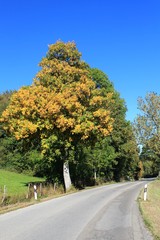 Baum mit prächtigem Herbstlaub an kurviger Landstraße, Allgäu, Bayern