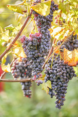 Vineyard grapes autumn sunny day harvest