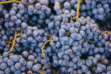 Vineyard grapes autumn sunny day harvest