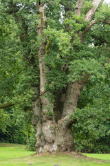 Alte Eiche im Schlosspark in Lütetsburg in Ostfriesland