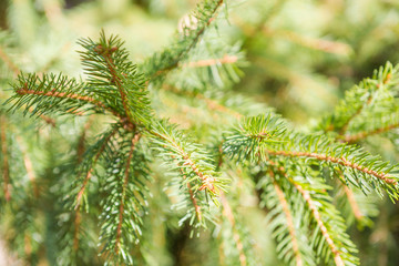 Green spruce in the sun. Beautiful bright branch of spruce